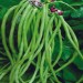 Lobia Beans - Image 2